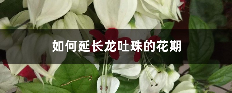 如何延长龙吐珠的花期