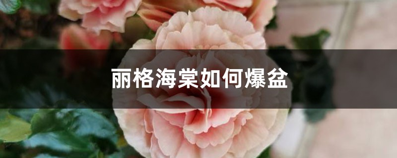 丽格海棠如何爆盆