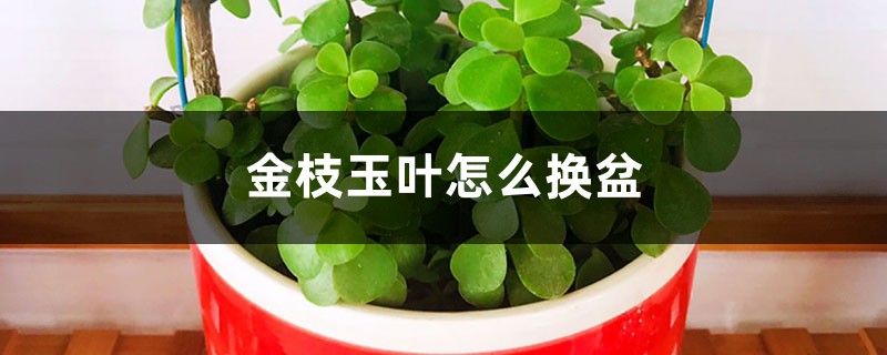 金枝玉叶怎么换盆