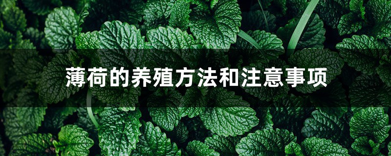 薄荷的养殖方法和注意事项