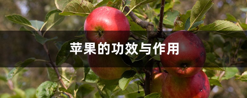苹果的功效与作用 苹果的功效与作用