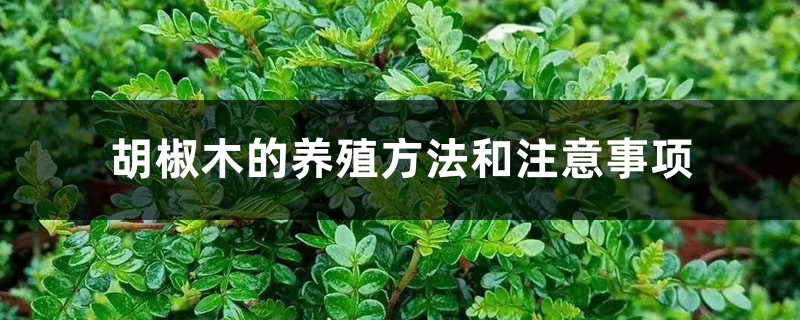 胡椒木的养殖方法和注意事项