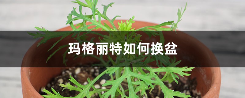 玛格丽特如何换盆