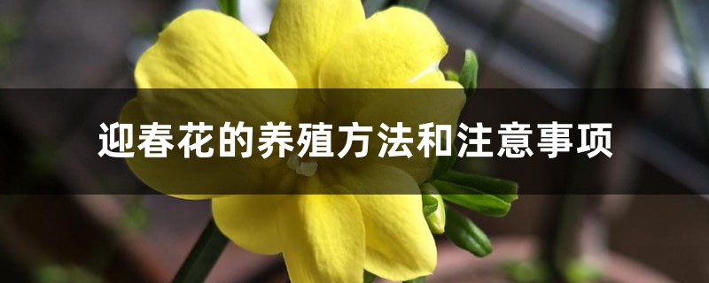 迎春花的养殖方法和注意事项