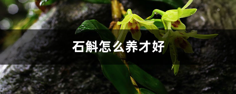 石斛怎么养才好