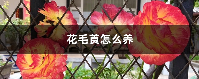 花毛莨怎么养