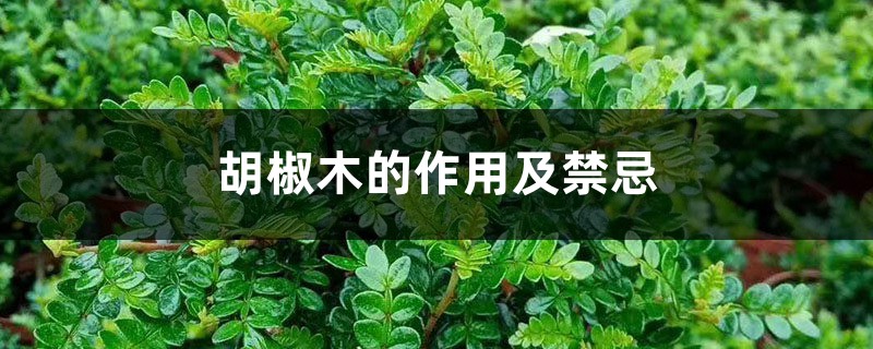 胡椒木的作用及禁忌