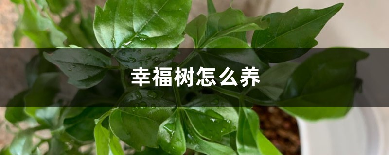 幸福树怎么养