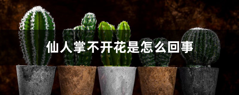 仙人掌不开花是怎么回事 仙人掌不开花是怎么回事