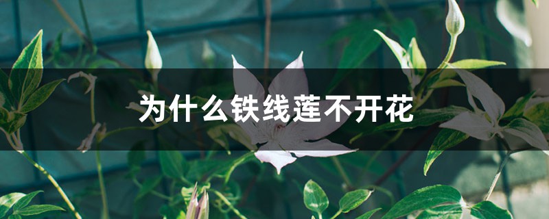 为什么铁线莲不开花