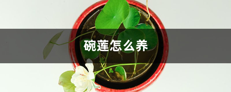 碗莲怎么养