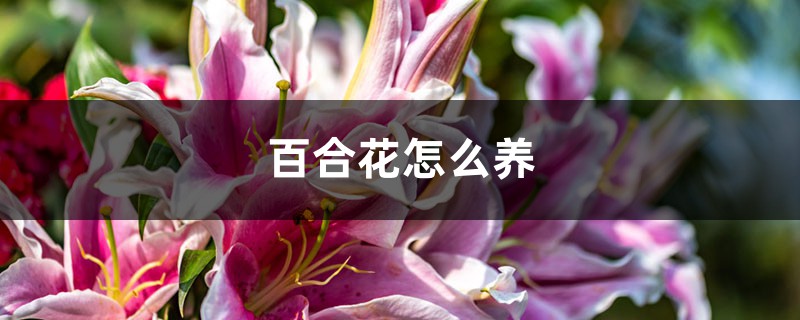 百合花怎么养