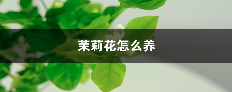 茉莉花怎么养