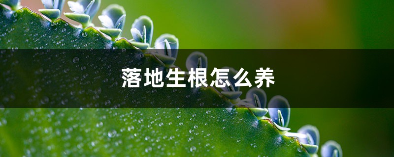 落地生根怎么养