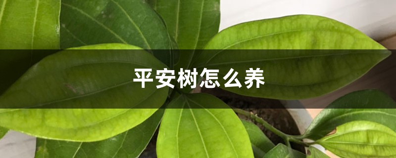 平安树怎么养 平安树怎么养