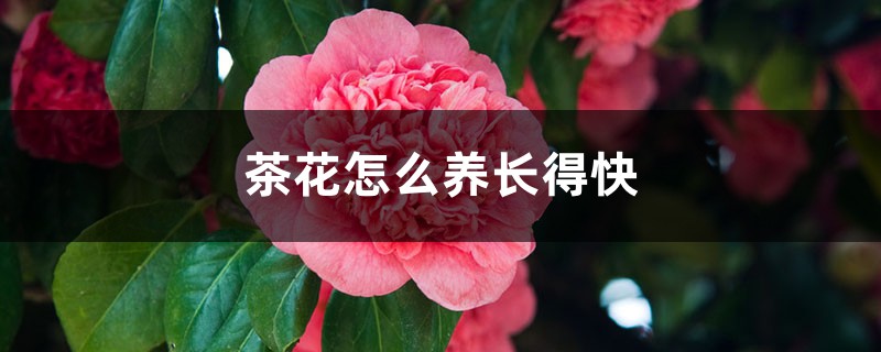 茶花怎么养长得快