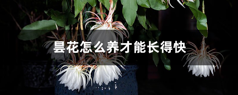 昙花怎么养才能长得快