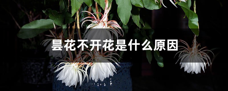 昙花不开花是什么原因