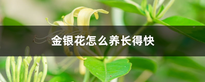 金银花怎么养长得快