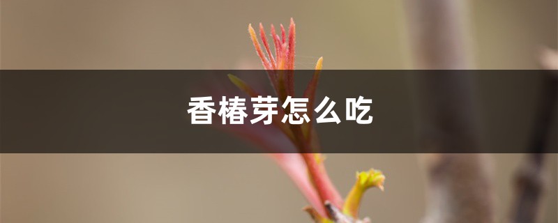 香椿芽怎么吃