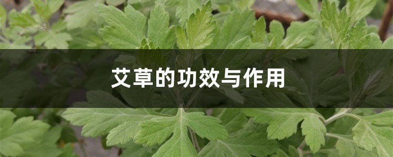 艾草的功效与作用