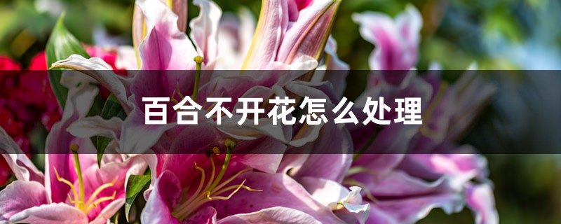 百合不开花怎么处理