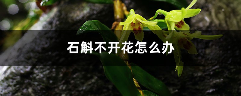 石斛不开花怎么办