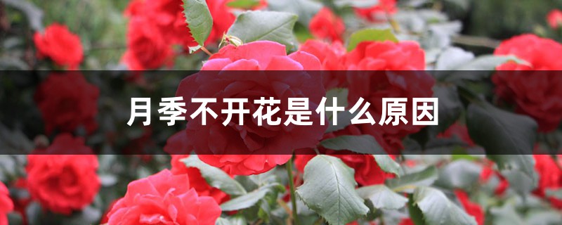 月季不开花是什么原因