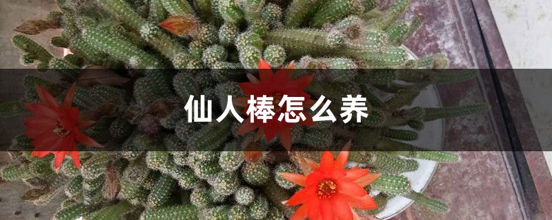 仙人棒怎么养