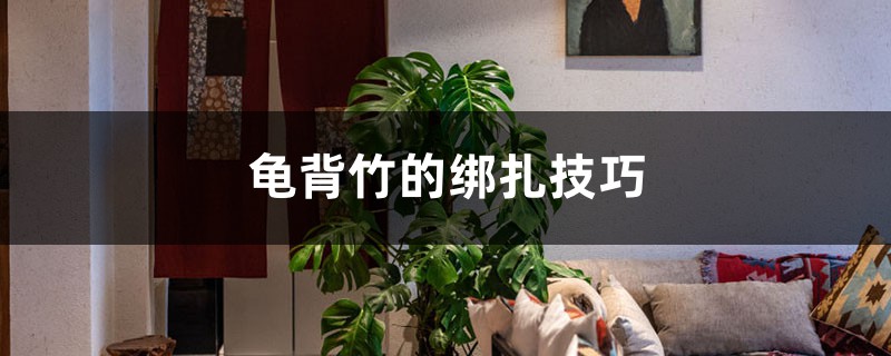 龟背竹的绑扎技巧