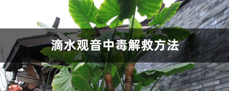 滴水观音中毒解救方法