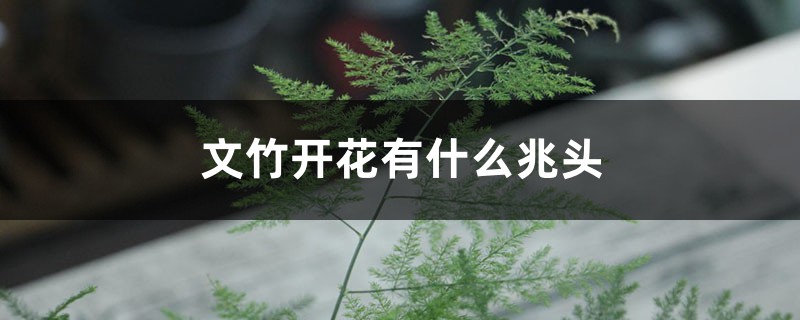 文竹开花有什么兆头