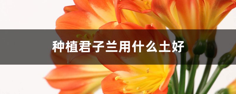 种植君子兰用什么土好