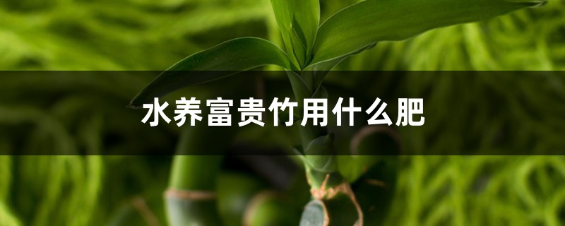 水养富贵竹用什么肥 水养富贵竹用什么肥