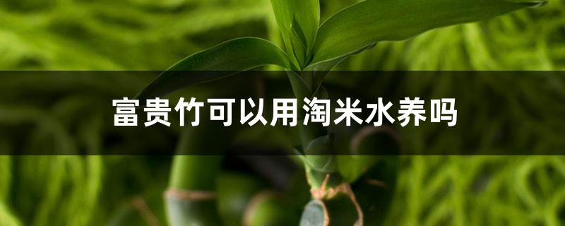 富贵竹可以用淘米水养吗