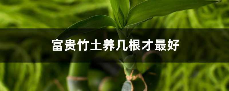 富贵竹土养几根才最好