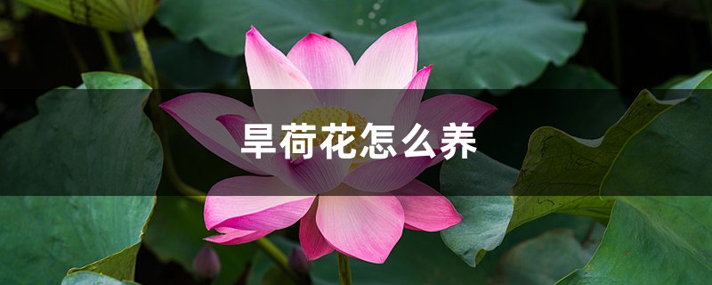 旱荷花怎么养