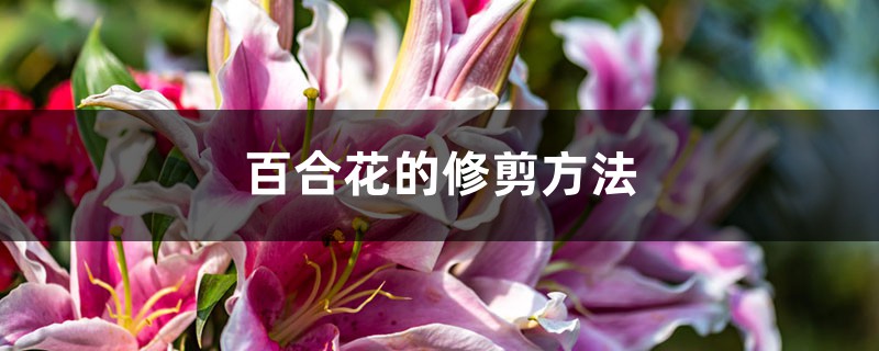 百合花的修剪方法