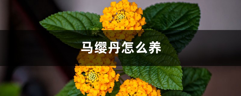 马缨丹怎么养