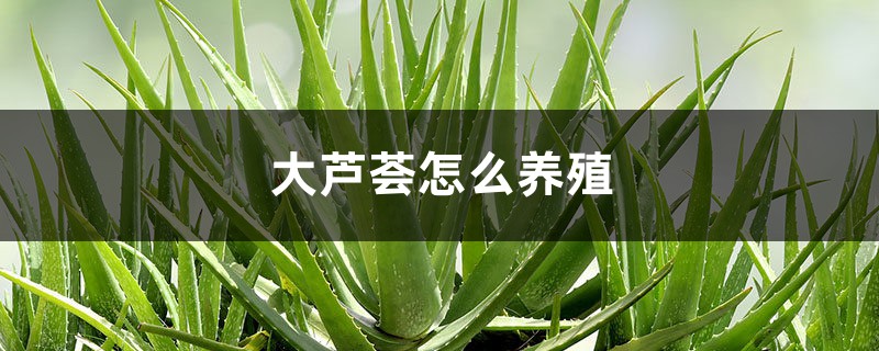 大芦荟怎么养殖