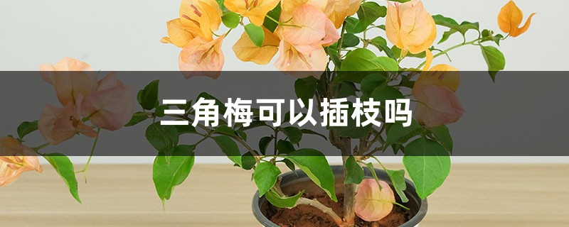 三角梅可以插枝吗