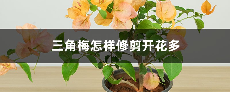 三角梅怎样修剪开花多