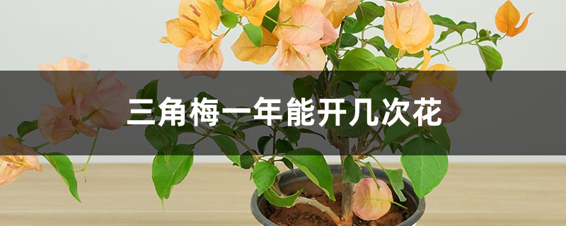 三角梅一年能开几次花