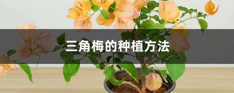 三角梅的种植方法