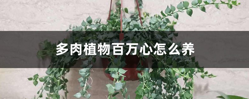 多肉植物百万心怎么养 多肉植物百万心怎么养