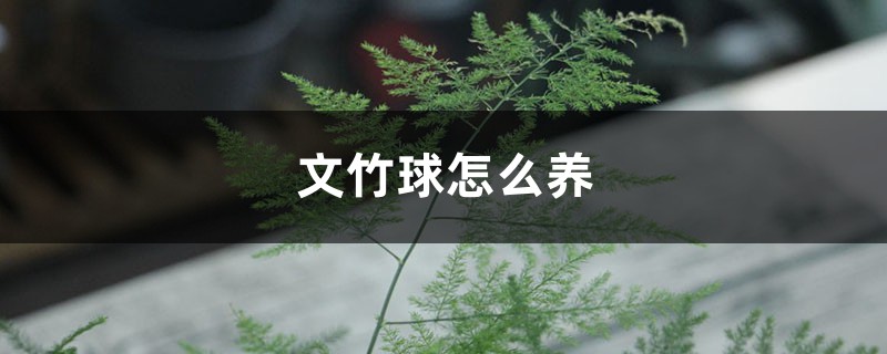 文竹球怎么养