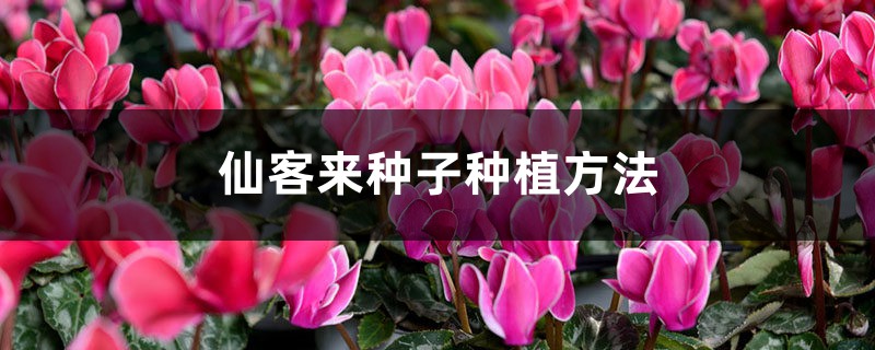 仙客来种子种植方法