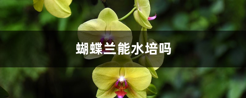 蝴蝶兰能水培吗 蝴蝶兰能水培吗