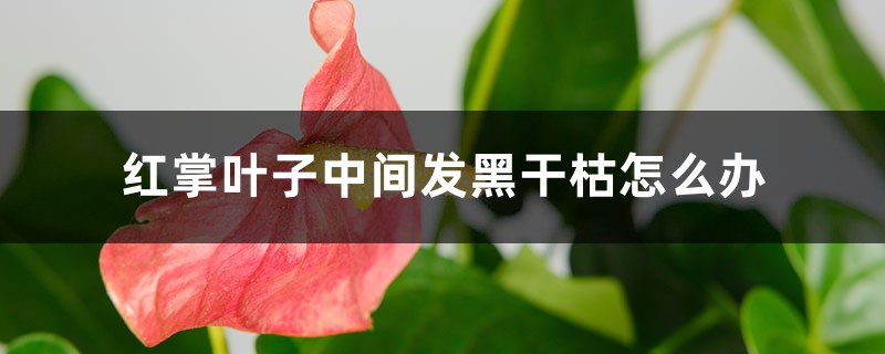 红掌叶子中间发黑干枯怎么办