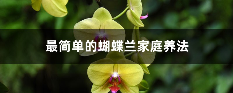 最简单的蝴蝶兰家庭养法 最简单的蝴蝶兰家庭养法